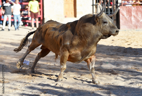 powerfull bull in spain © alberto