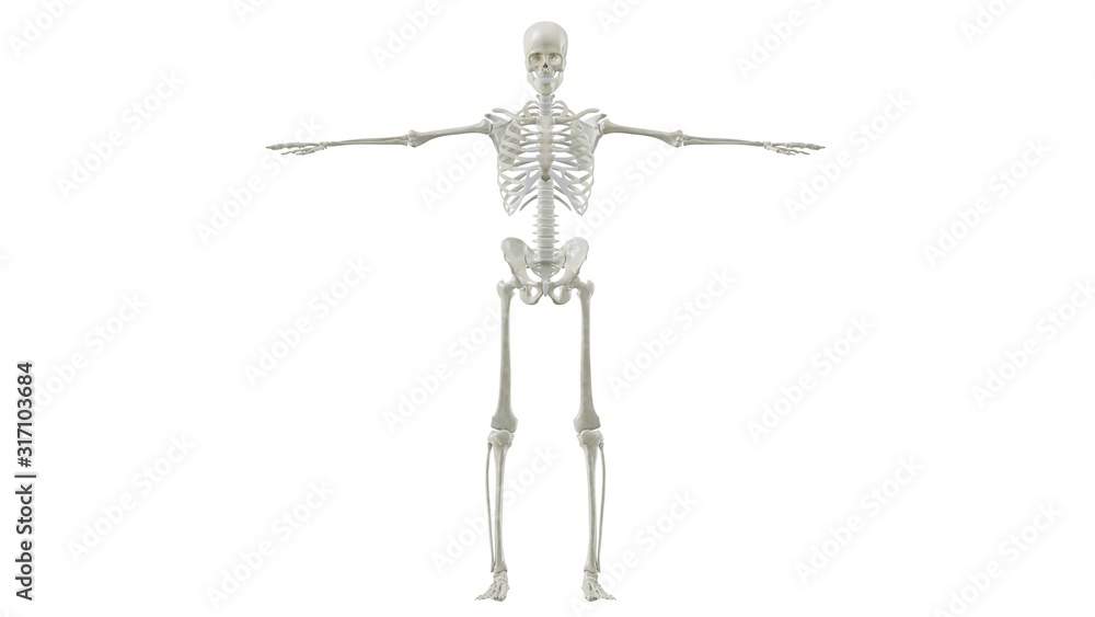 Full Human Skeketon Front open arms standing Full Human Skeketon Front open arms standing