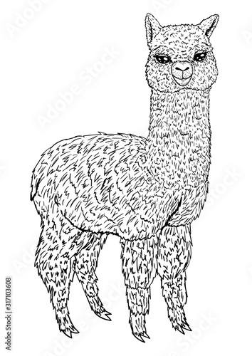 Llama sketch black line isolated on white background, coloring book, vector illustration
