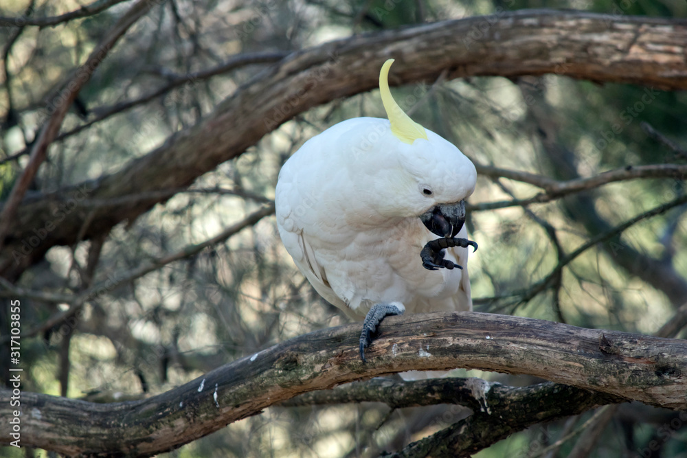 the sulphur crested cockatoo is perched on a tree the sulphur crested cockatoo is perched on a tree