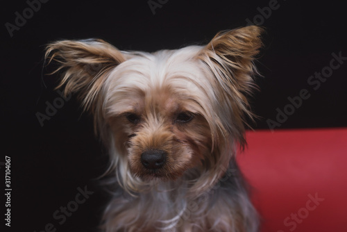 Emotional portraits of a male Yorkshire Terrier on a dark and red background, a pet sitting on a red chair © Антон Фрунзе