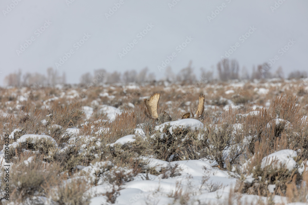 Bull Moose Bedded in Sagebrush in Wyoming in Winter