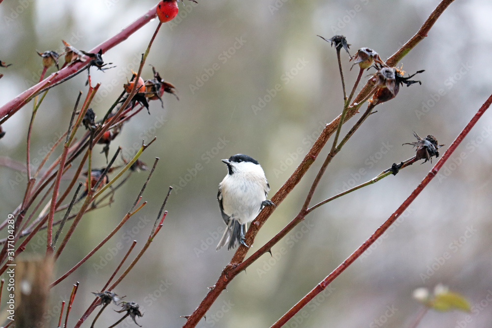 Fototapeta premium willow tit on a branch