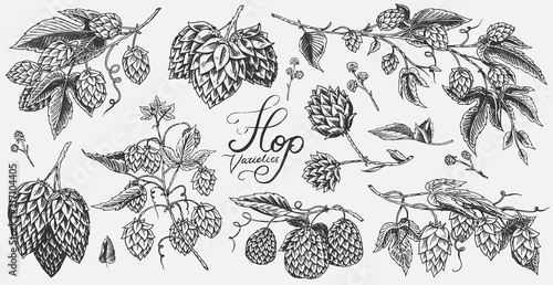 Hops and Barley. Malt Beer. Engraved vintage set. Hand drawn collection. Sketch for web or pub menu. Design elements isolated on white background.