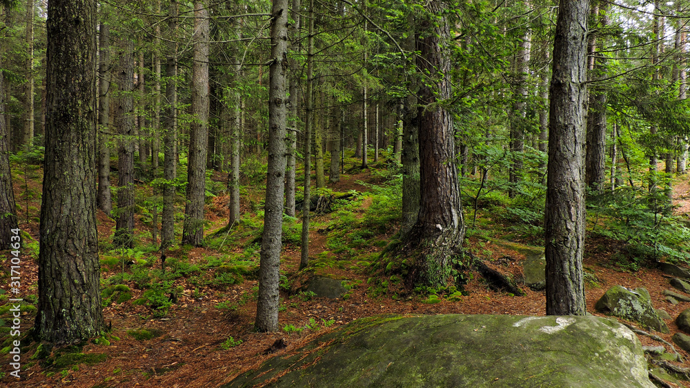 summer mountain forest with a stone in the foreground summer mountain forest with a stone in the foreground