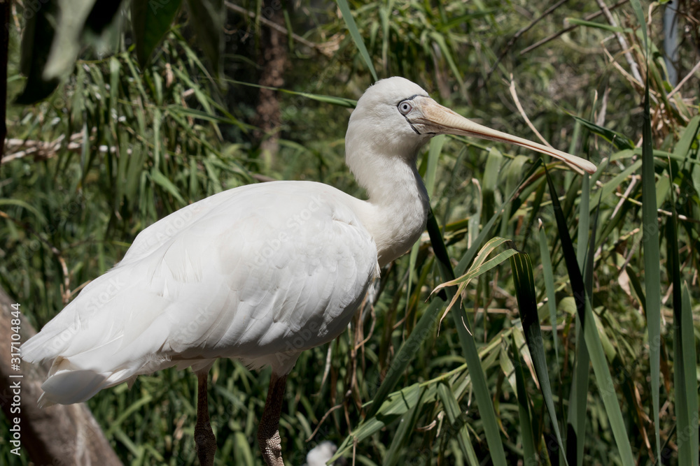 Fototapeta premium this is a side view of a yellow spoonbill