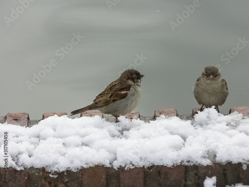 Lancscape of a snowy day at Retiro Park (Madrid, Spain) photo