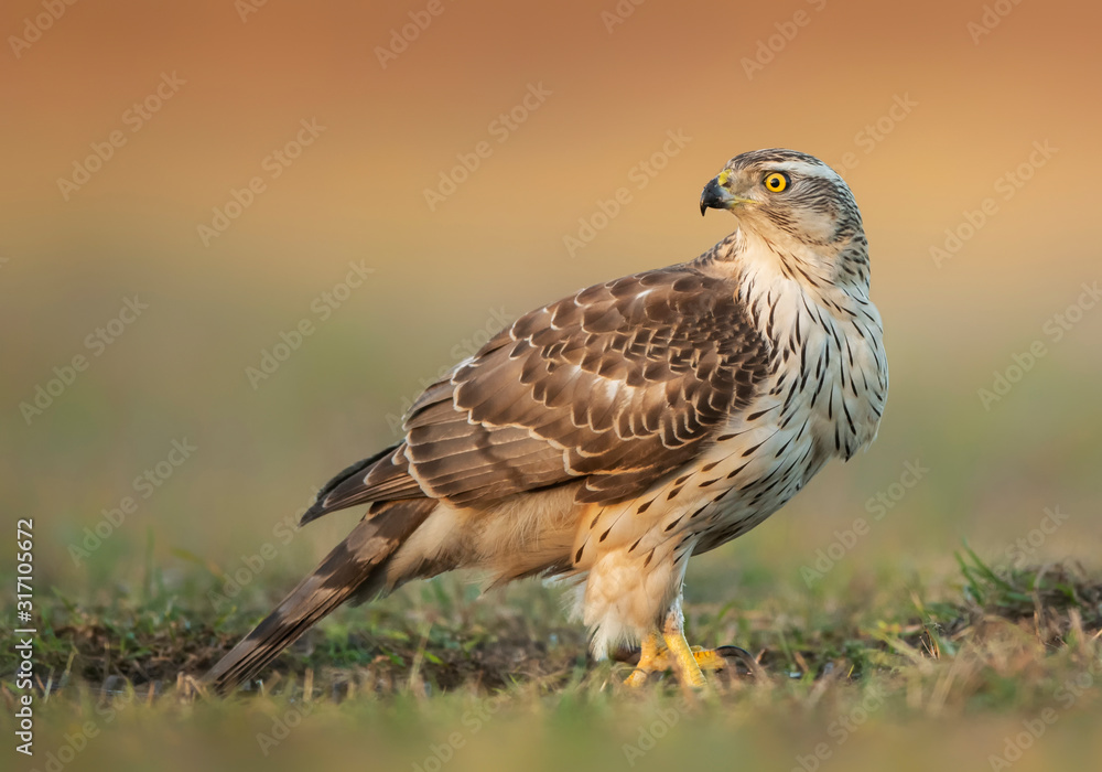 Fototapeta premium Northern goshawk (Accipiter gentilis) close up