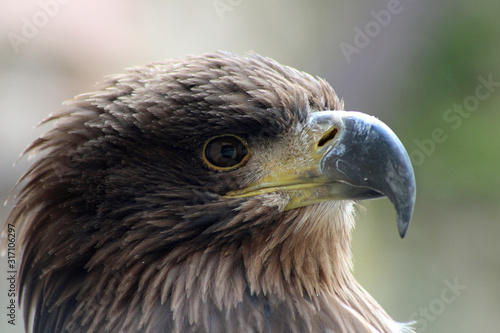 Adler, Auge in Auge