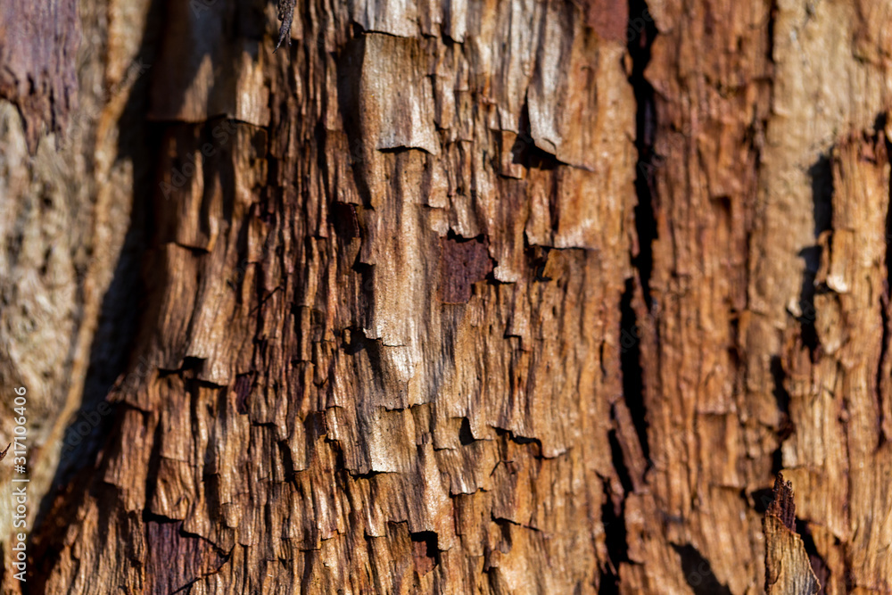 wooden textured background with damages and moss wooden textured background with damages and moss