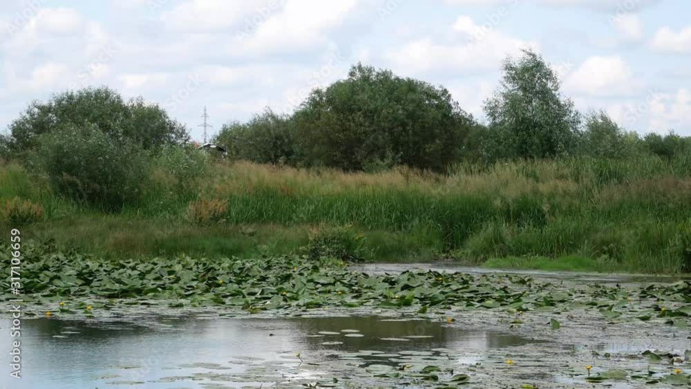 stork flight. heron in natural habitat. landscape stork flight. heron in natural habitat. landscape