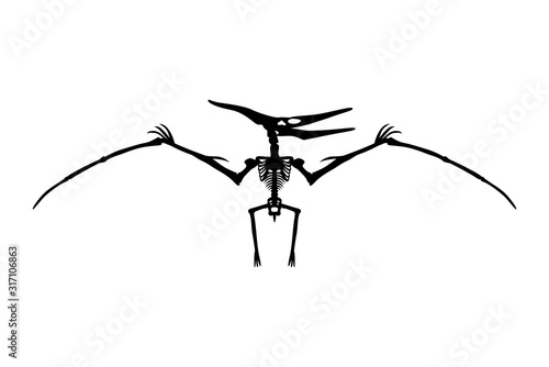 Dinosaur Pterodactyl Skeleton Silhouette Illustration Isolated