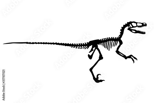 Dinosaur Velociraptor Skeleton Silhouette Illustration Isolated