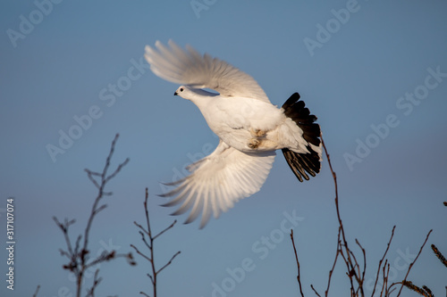 Obraz na plátně Lagopède des saules en vol
