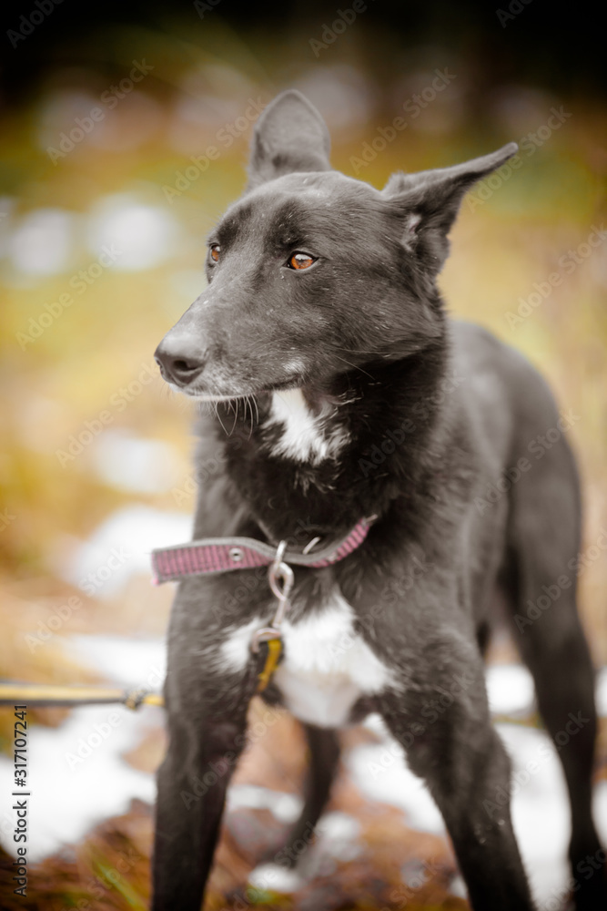 Elegant black dog with a long nose. Mongrel black dog in the forest.