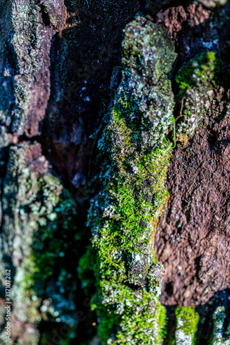 wooden textured background with damages and moss © sytnik