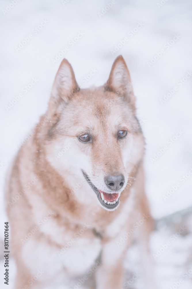 Portrait of a beige hunting dog in soft cold pastel colors.