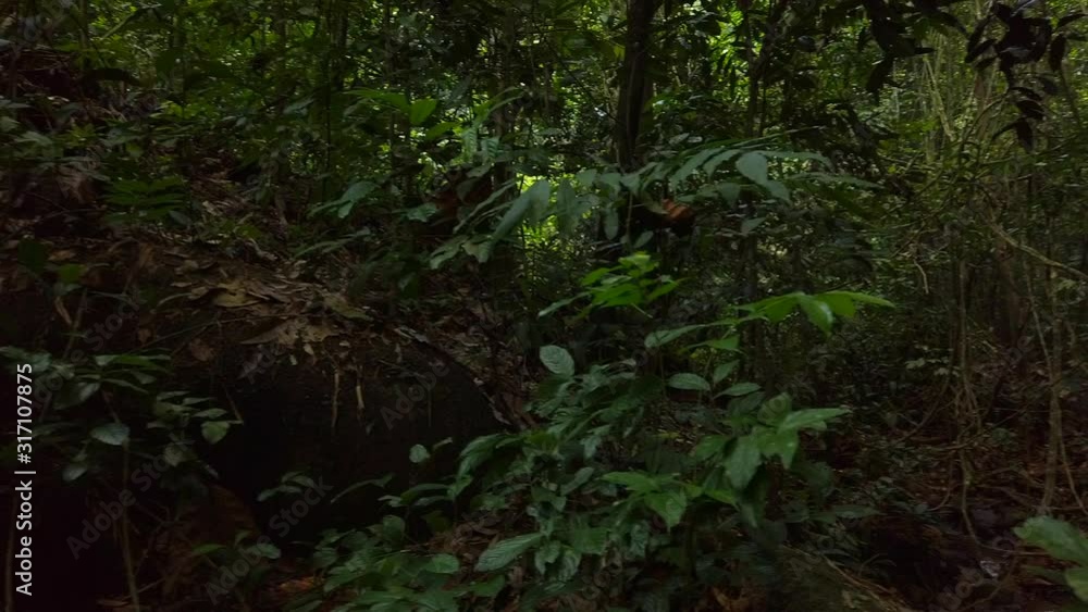Beautiful tropical green forest nature in lush Beautiful tropical green forest nature in lush
