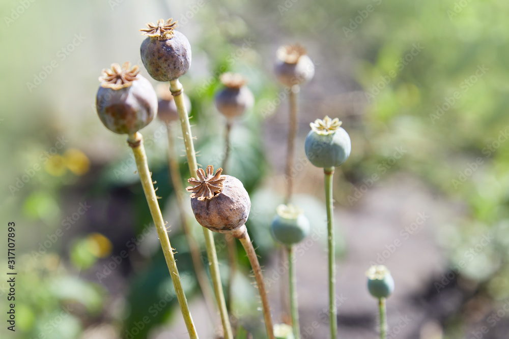 Group of green heads (capsules) of the ripened poppy. Poppy field Group of green heads (capsules) of the ripened poppy. Poppy field