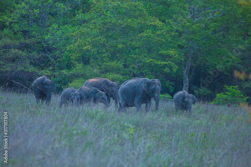Canvas Print herd of elephants