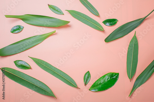 Frame of green leaves, background, flatlay