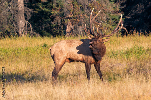 elks at jasper kanada