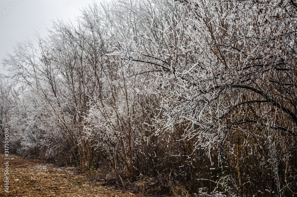 Shrubs deciduous plants - Prinus spinosa, covered with frost Shrubs deciduous plants - Prinus spinosa, covered with frost