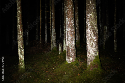 Tree trunks in the night