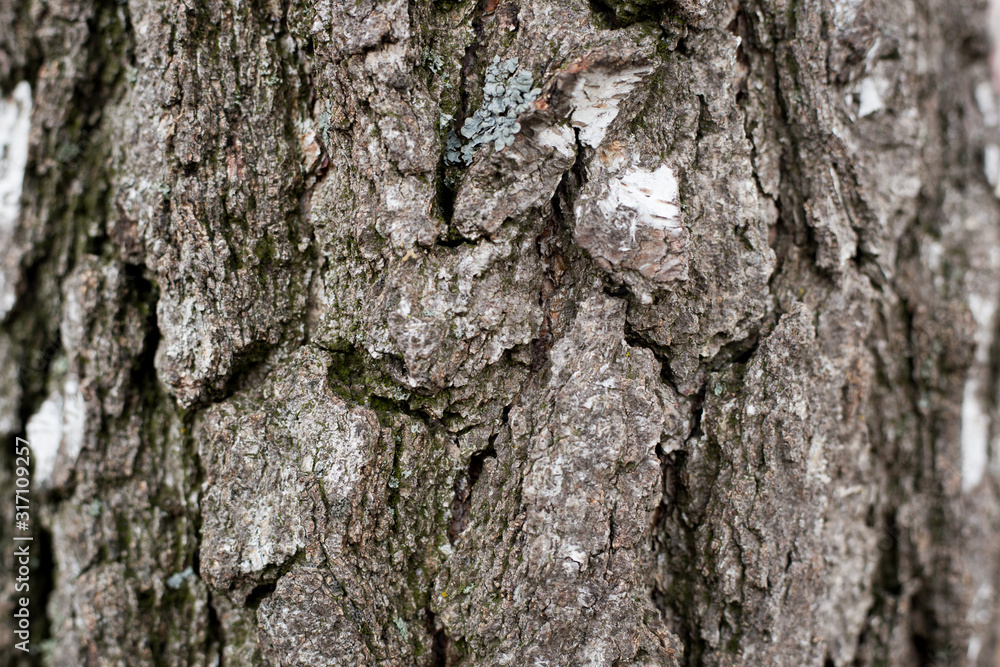 Background texture of old tree. Natural background: birch bark. Old Rusty background for your design. Background texture of old tree. Natural background: birch bark. Old Rusty background for your design.