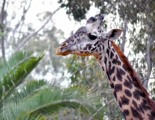 Canvas Print Giraffe