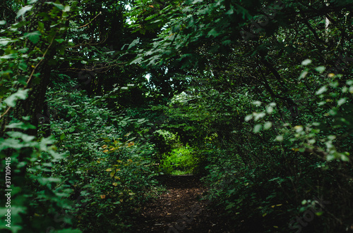 tree in forest