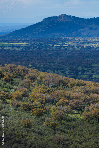 Mediterranean forest, Sierra de San Pedro, Cáceres, Extremadura, Spain, Europe