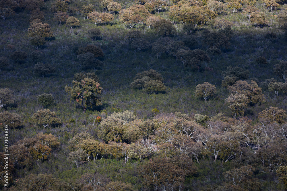 Mediterranean forest, Sierra de San Pedro, Cáceres, Extremadura, Spain, Europe Mediterranean forest, Sierra de San Pedro, Cáceres, Extremadura, Spain, Europe