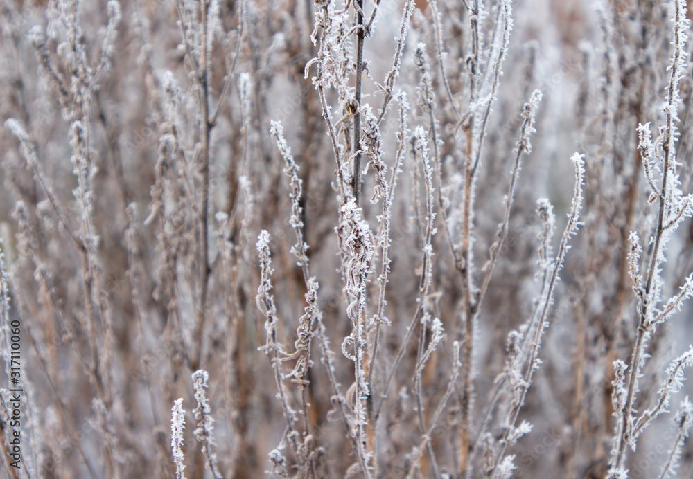 Dry grass covered with fragile hoarfrost in cold winter day.
