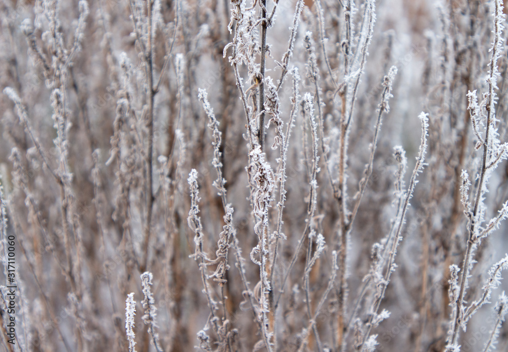Dry grass covered with fragile hoarfrost in cold winter day. Dry grass covered with fragile hoarfrost in cold winter day.
