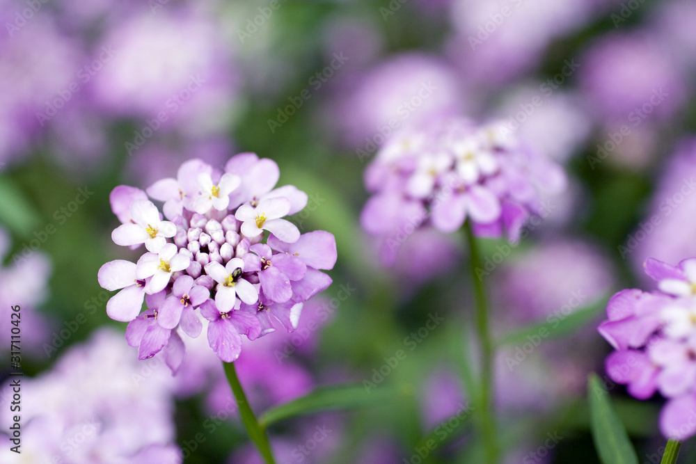 Close up shot of evergreen candytuft flowers Close up shot of evergreen candytuft flowers