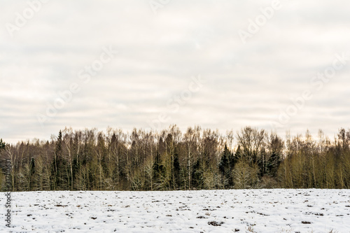 Winter landscape. Snow-covered field and forest on the horizon on a clear winter day. Nature of Belarus in winter. White drifts