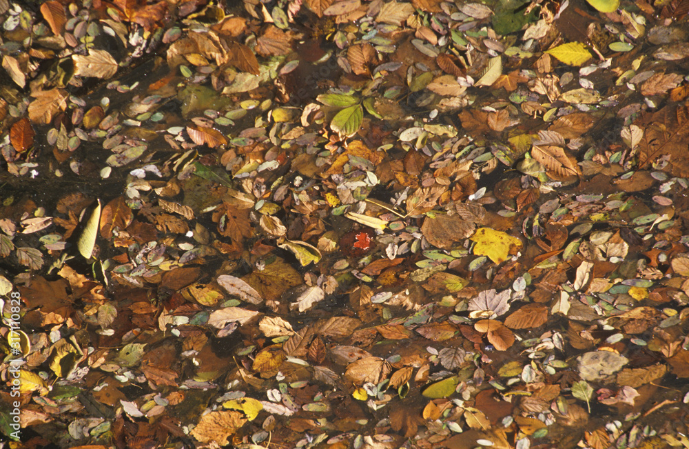 Autumn Leaves, Washington, D.C.