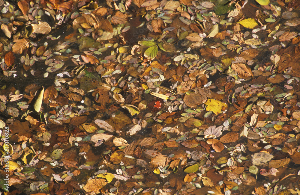 Autumn Leaves, Washington, D.C. Autumn Leaves, Washington, D.C.