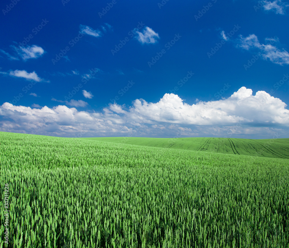 field of grass and perfect sky. meadow landscape