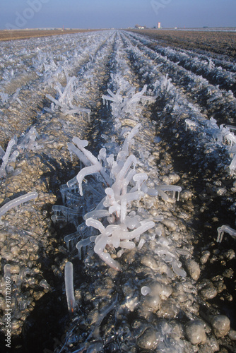 Icicles in a Field, Cuyama, California