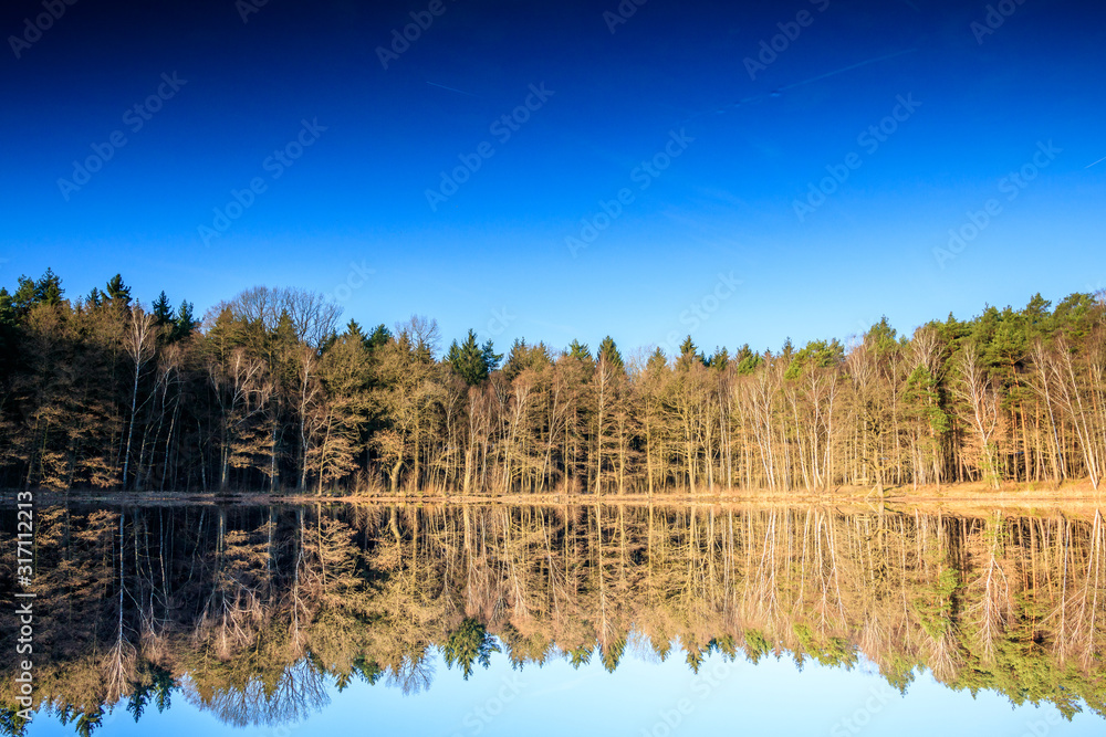 Fototapeta premium mirror forest