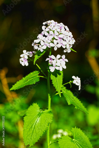 Hesperis matronalis in a forest. Austrian Alps. photo