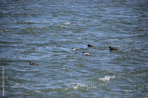 ducks in water
