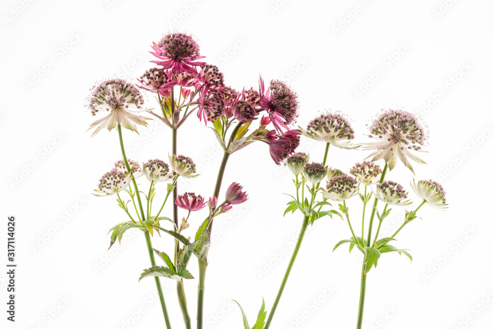 Naklejka premium astrantia flowers on the white background