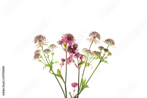 astrantia flowers on the white background