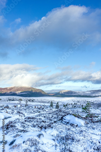 A scenic view of a snowy mountain trail track with small pine trees and mountain range summit in the background under a majestic blue sky and white clouds