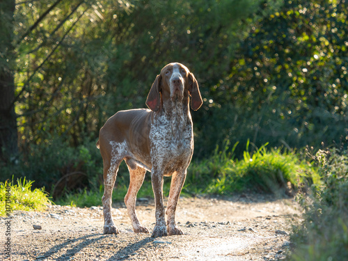 bracco italiano (italian pointer) famous gun dog