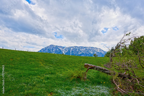 broken tree in the austrian alps