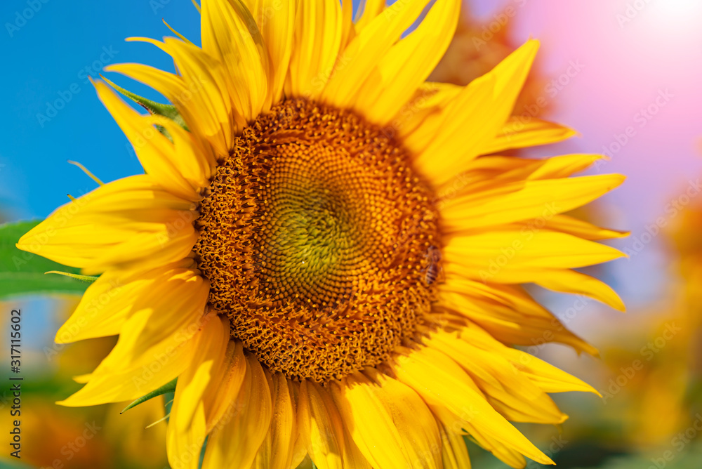 Sunflowers against the sky. Beautiful landscape with sunflower field Sunflowers against the sky. Beautiful landscape with sunflower field